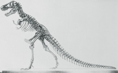 Total T. Rex Population During Species' Existence Was 2.5 Billion