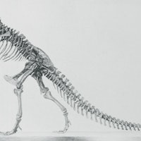 T. rex skeleton