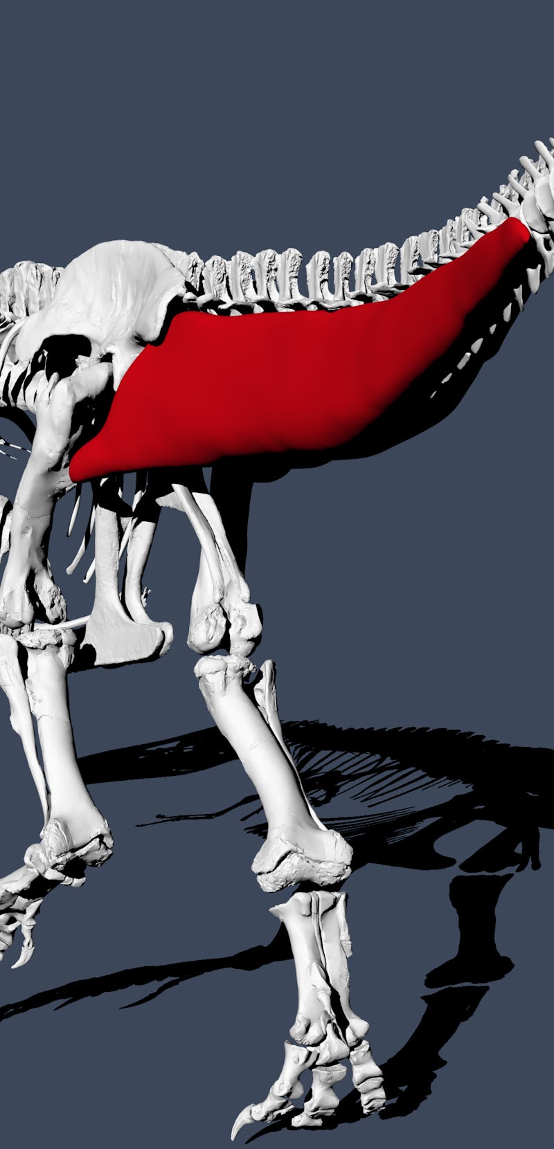 3d reconstruction of t. rex tail