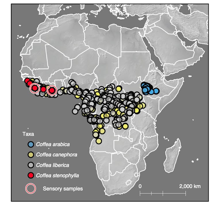 Map of coffee beans grown in Africa