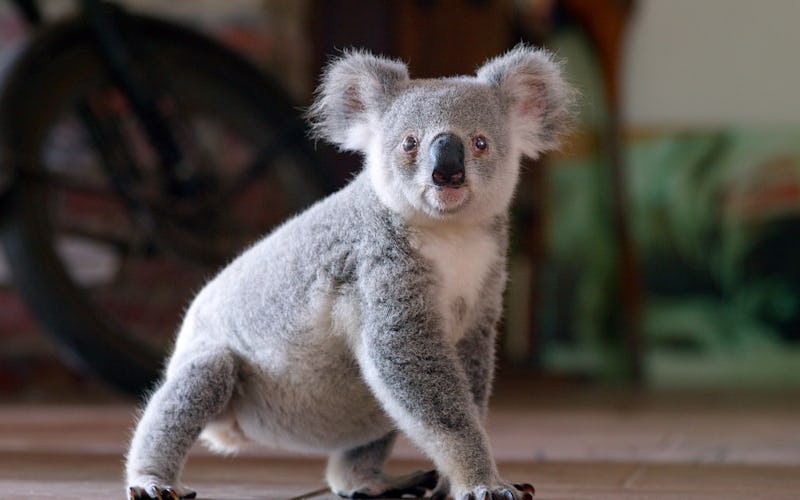 A still from 'Izzy's Koala World,' via the Netflix press site.
