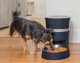 PetSafe Smart Feed Automatic Pet Feeder for Cats and Dogs