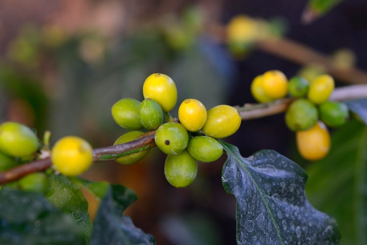 A close-up of the West African plant Coffea stenophylla