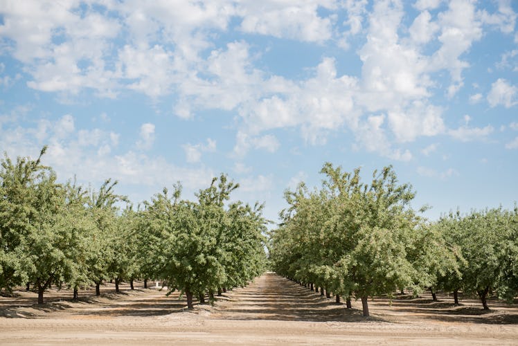 Rows of almond trees in a monoculture