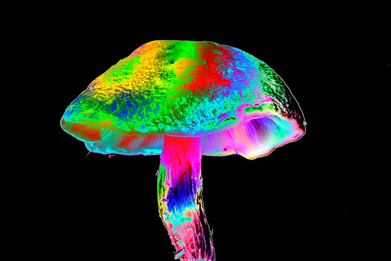 multicolored glowing mushroom