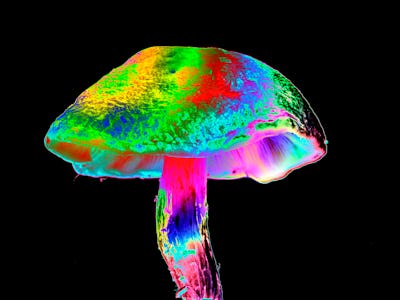 multicolored glowing mushroom