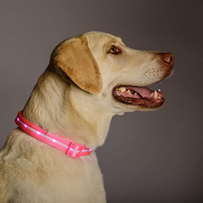 Blazin' Safety LED Dog Collar