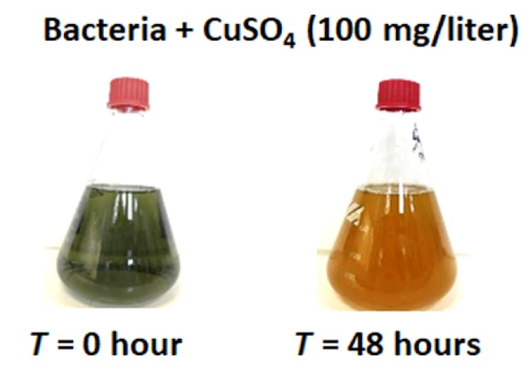 copper bacteria transformation electronics