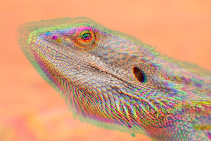 central bearded dragon