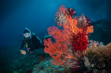 Human scuba diver near coral