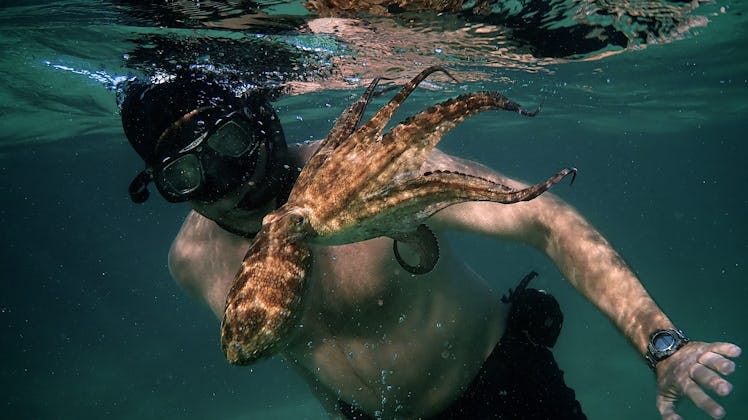 Still from My Octopus Teacher