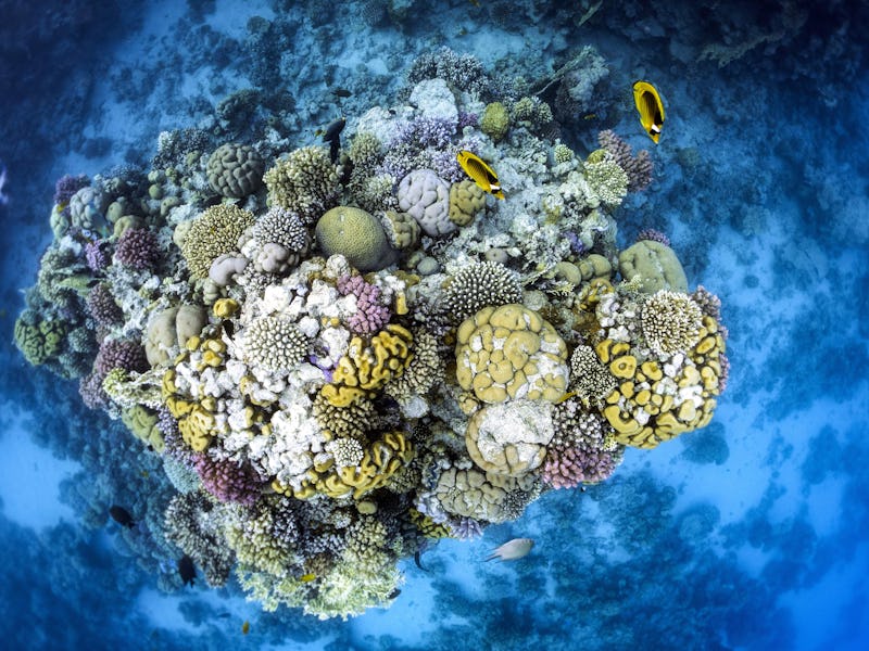 coral reef