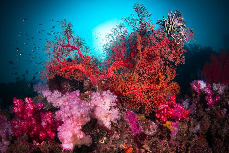 Vibrant red coral in ocean