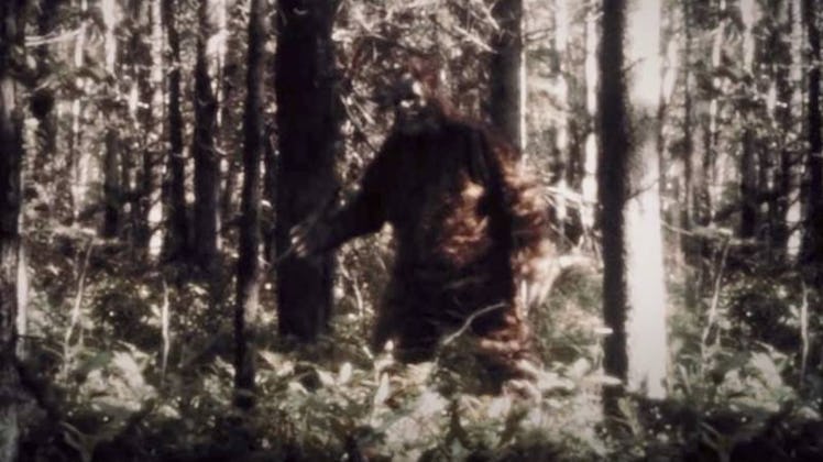 A Sasquatch sighting?