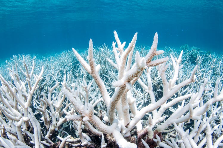 Coral bleaching on Great Barrier Reef