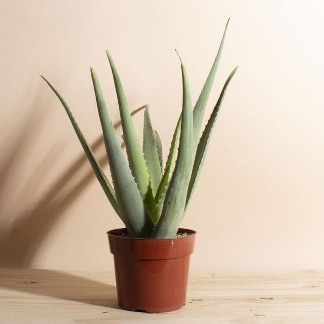4" Aloe Plant