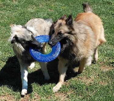 Two puppies gripping a toy