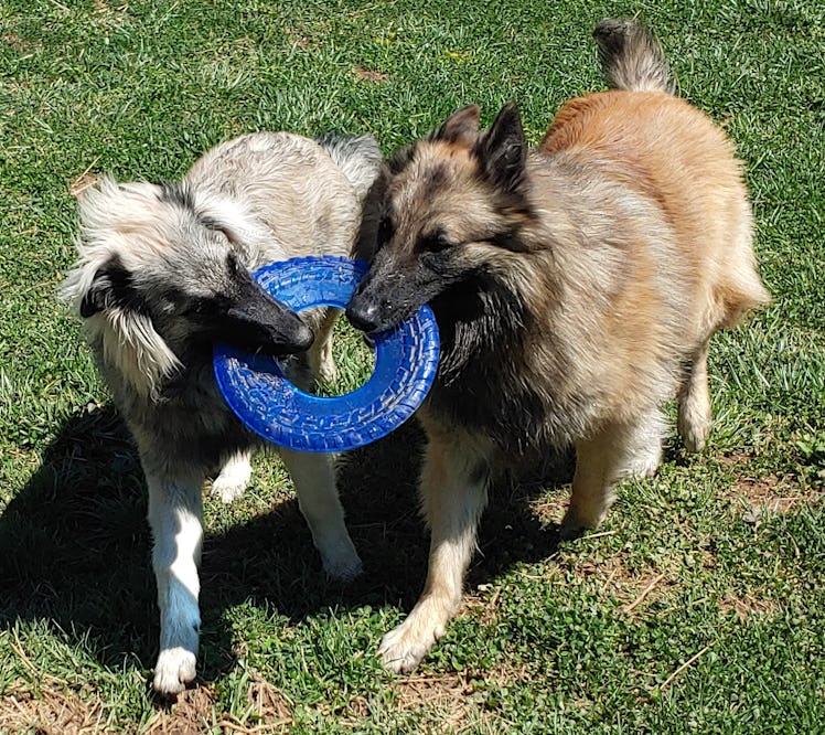 Two puppies gripping a toy