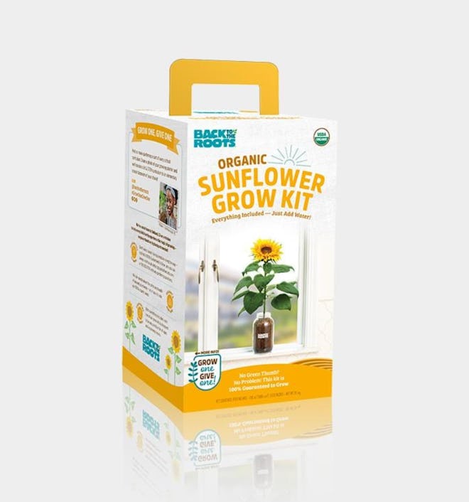 Organic Sunflower Windowsill Grow Kit