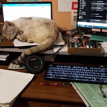 Tabby cat sleeping on laptop