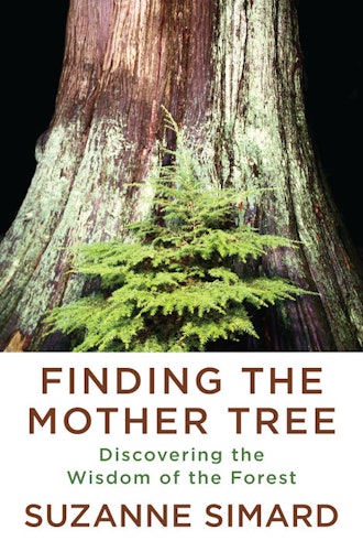 'Finding the Mother Tree: Discovering the Wisdom of the Forest' by Suzanne Simard