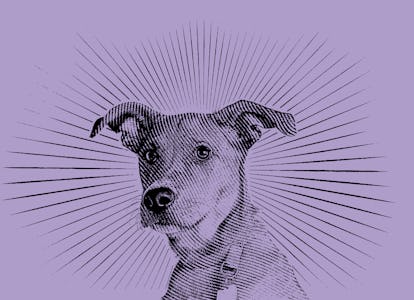 pet dog