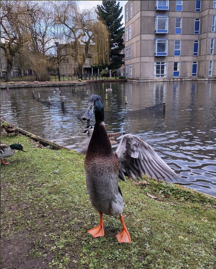 A tall mallard duck named Long Boi is seen by a pond.