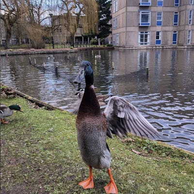 A tall mallard duck named Long Boi is seen by a pond.