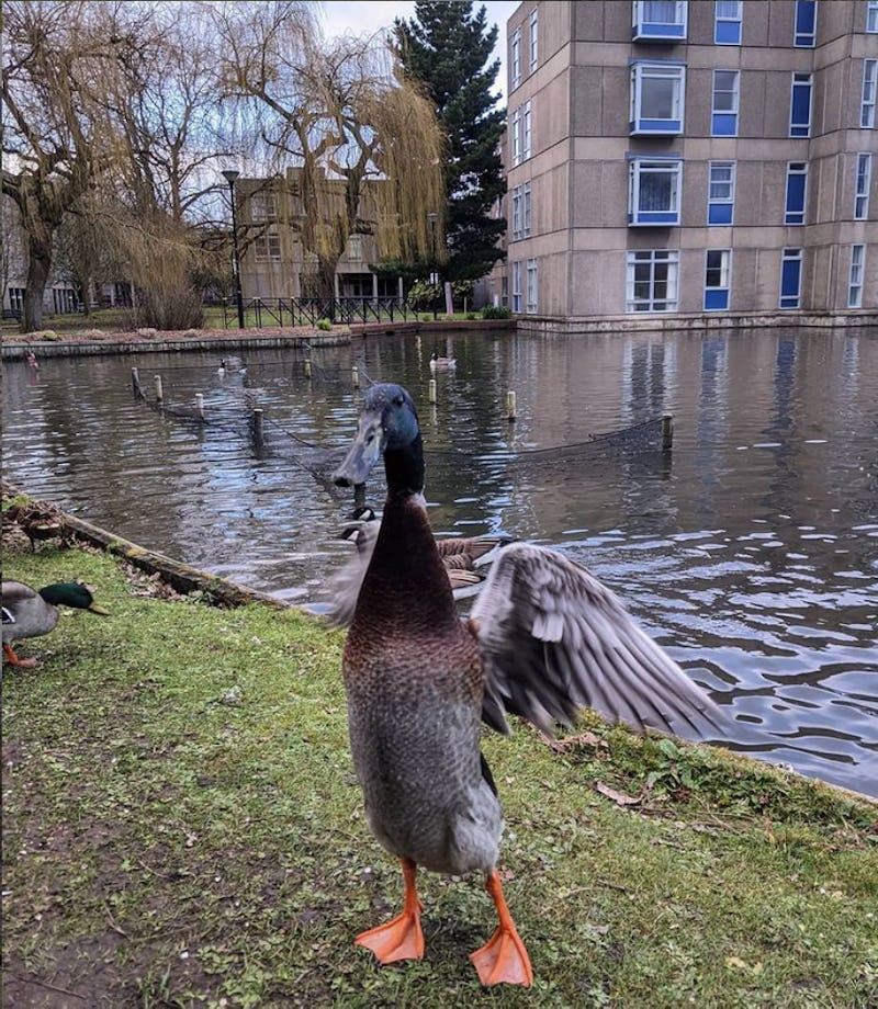 A tall mallard duck named Long Boi is seen by a pond.