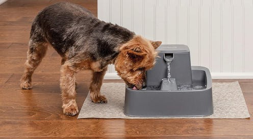 Best Dog Water Fountains