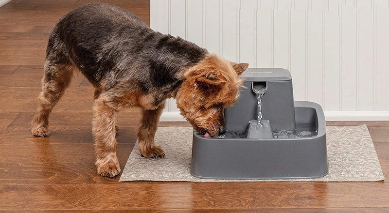 Best Dog Water Fountains