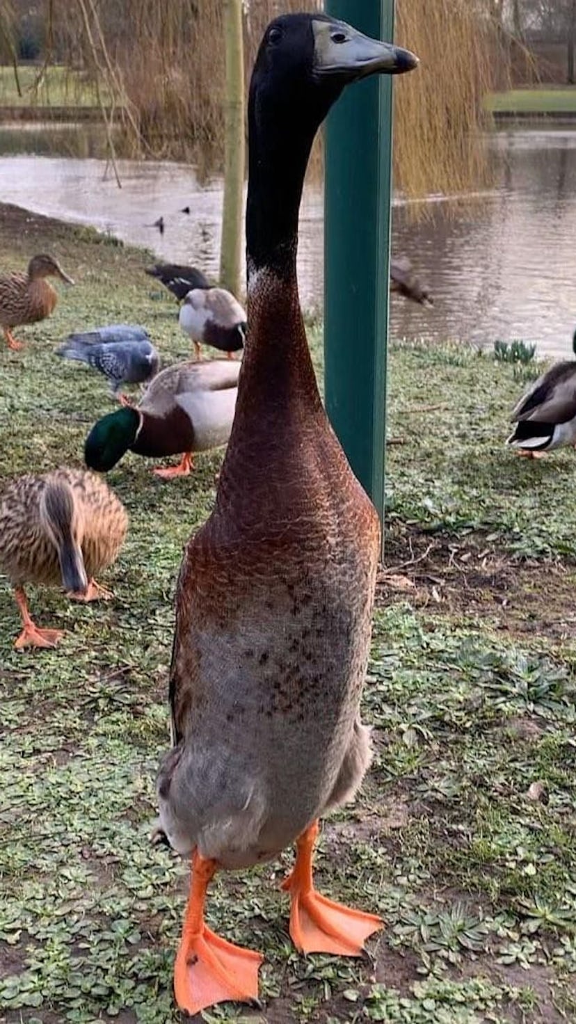 A large mallard duck is seen by a pond. Long Boi. Meme. Memes. Instagram. Twitter. 