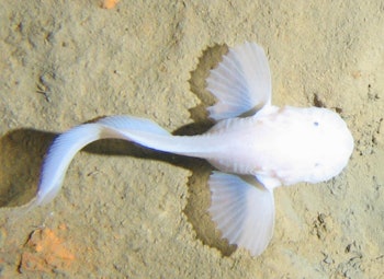 The snailfish that inspired the robot.