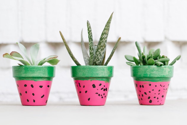 watermelon themed painted succulent planters  is a great DIY mother's day gift idea 