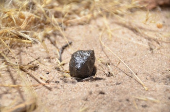 image of a small meteorite in botsawana