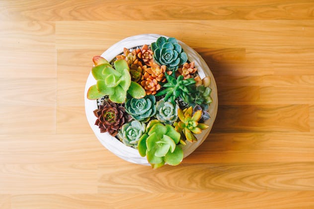 A DIY succulent garden  is a great DIY mother's day gift idea 