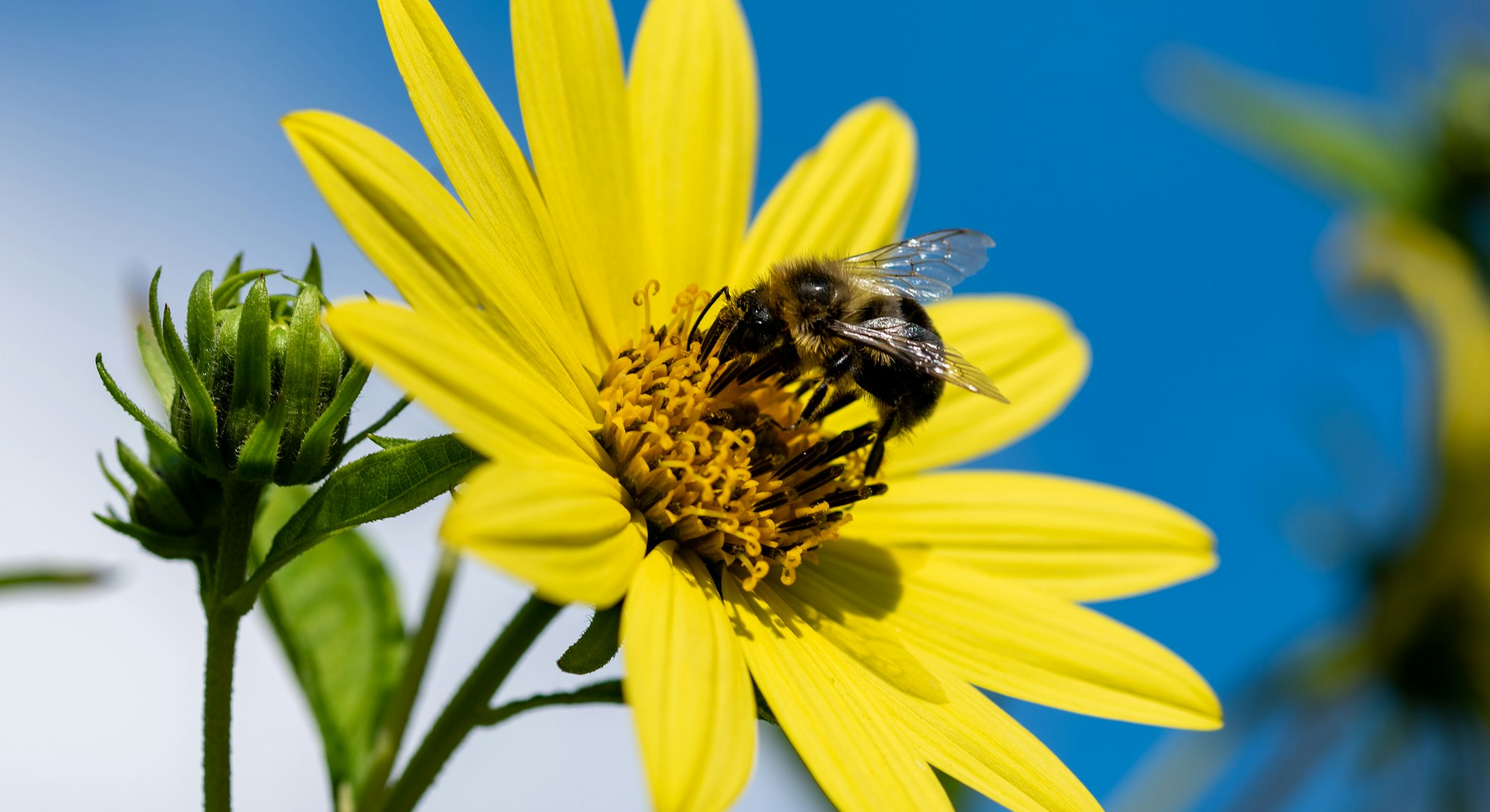 Bee feeding on flower