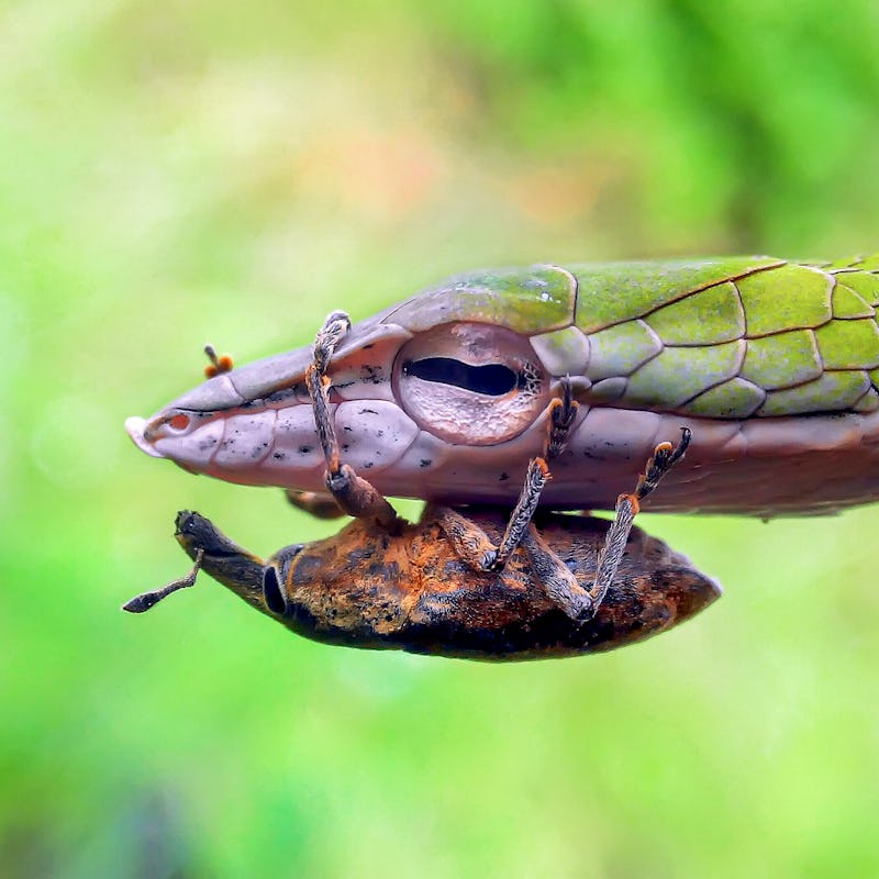 Spider clinging to snake