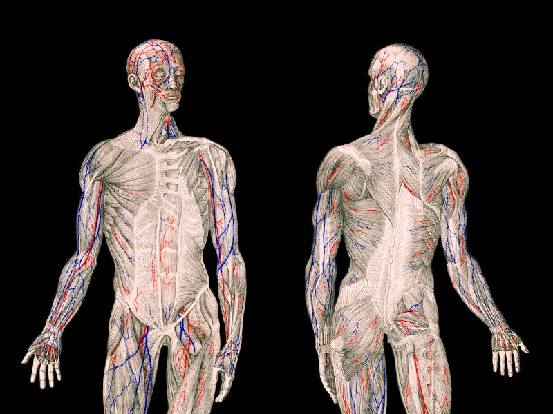 anatomy