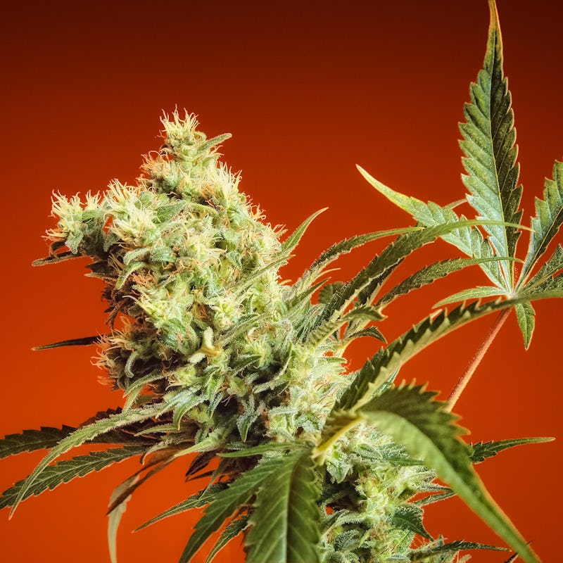 CBD, hemp plant