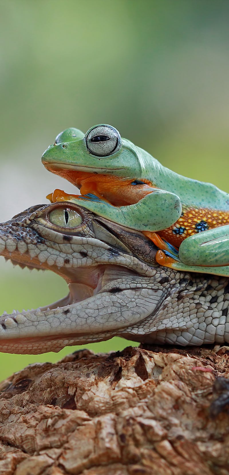 Tree frog sitting on tiny crocodile