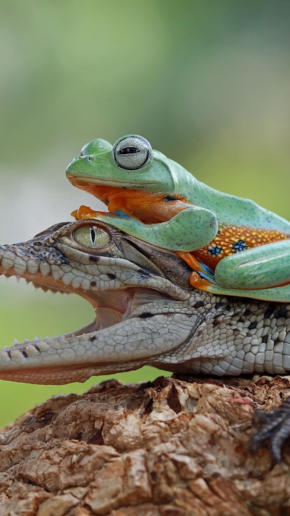 10 images of unlikely animal relationships: See why they work