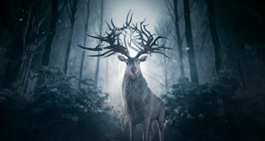 Morozova's Stag in Shadow And Bone