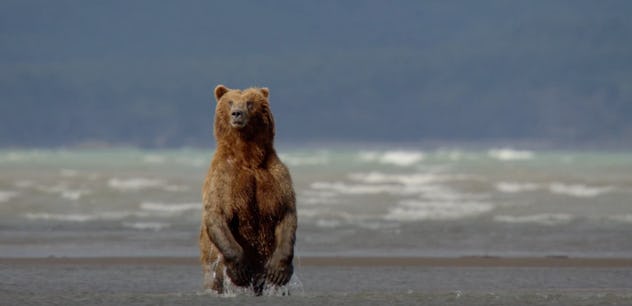 Disney's documentary, Bears, is streaming on Disney+.