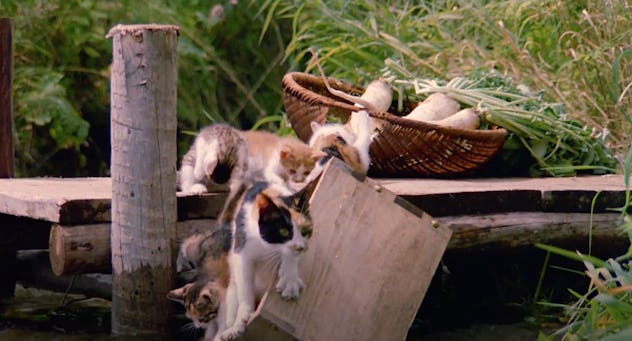 'The Adventures of Milo and Otis' is streaming on Amazon Prime.