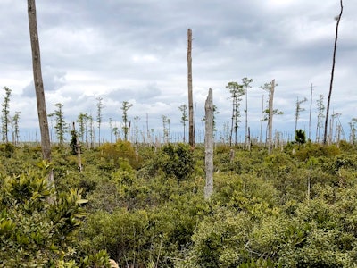 Ghost forest panorama in coastal North Carolina.