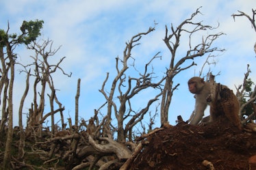 Monkey sitting in barren landscape 