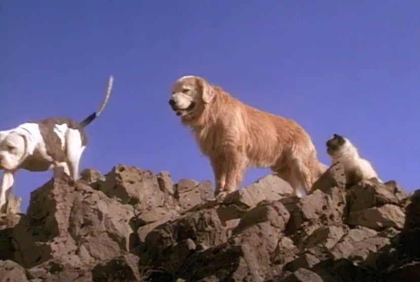 Stream Homeward Bound: The Incredible Journey on Disney+.