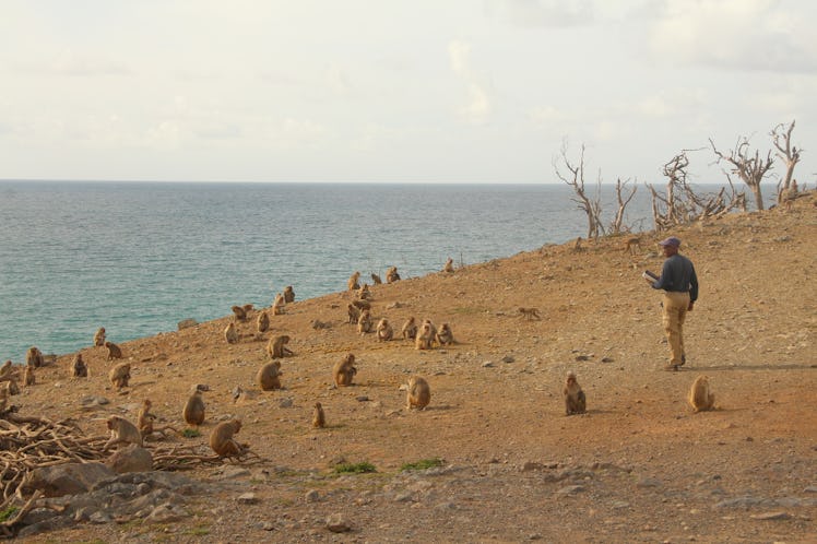 Group of monkeys observed by researcher