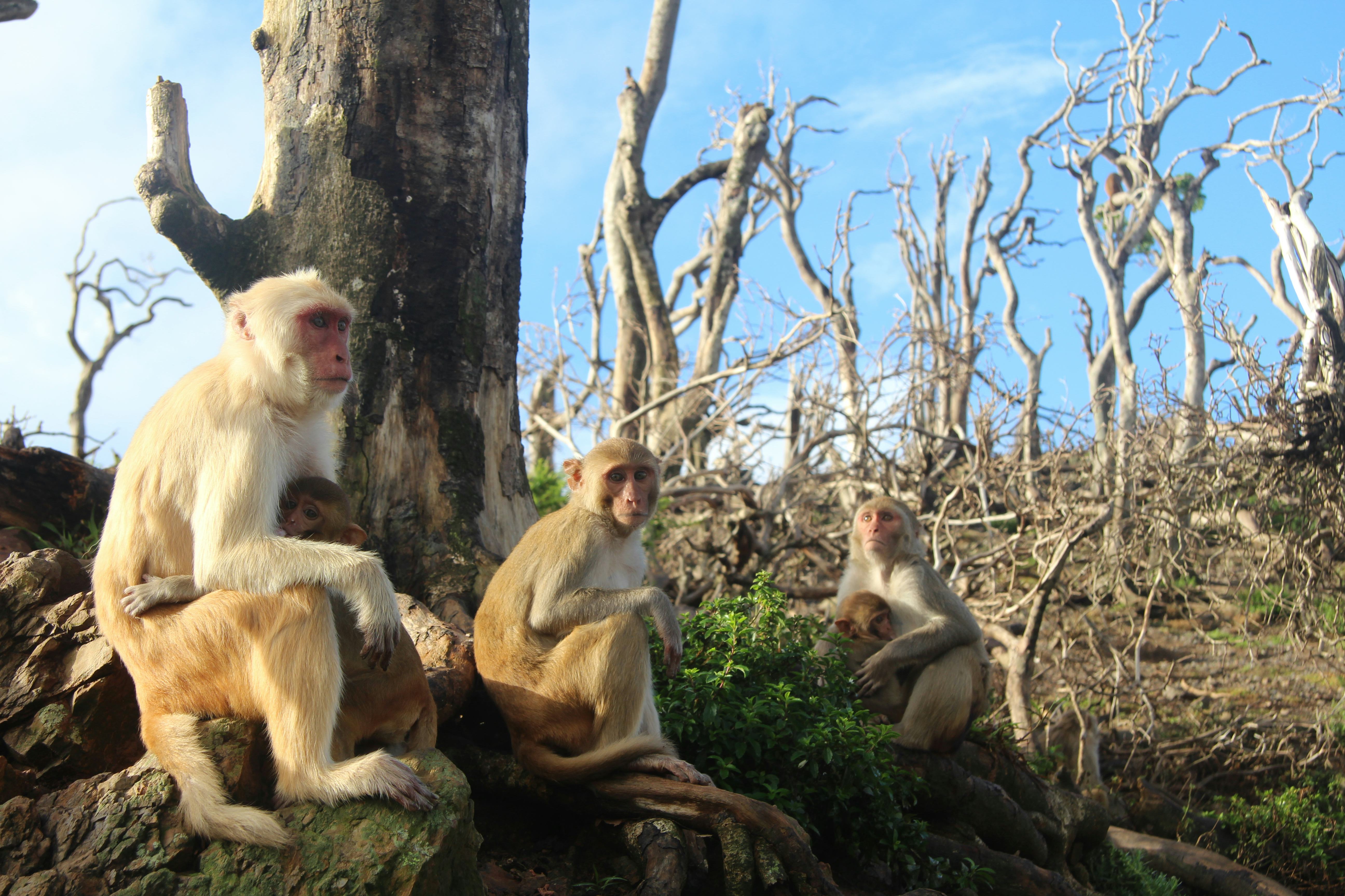 Rhesus macaques in the aftermath of Hurricane Maria in Puerto Rico
